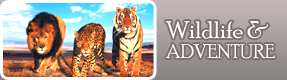 Wildlife Adventure Theme